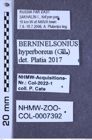 Etiketten zu Berninelsonius hyperboreus (Gyllenhal, 1827) (NHMW-ZOO-COL-0007392)